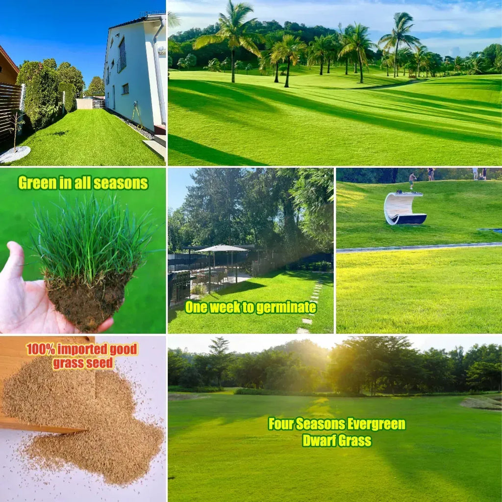 🏆Prodano 65.000 narudžbi!🌱 Sjeme patuljaste trave Four Seasons Evergreen | Stvorite savršen travnjak, počnite ovdje!