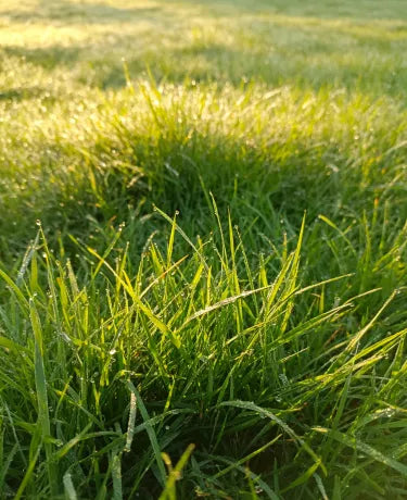 🏆Prodano 65.000 narudžbi!🌱 Sjeme patuljaste trave Four Seasons Evergreen | Stvorite savršen travnjak, počnite ovdje!